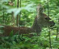 开云体育平台APP-獐子继续低迷遭遇连败