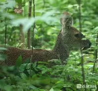 獐子继续低迷遭遇连败